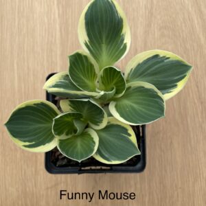 funnymouse