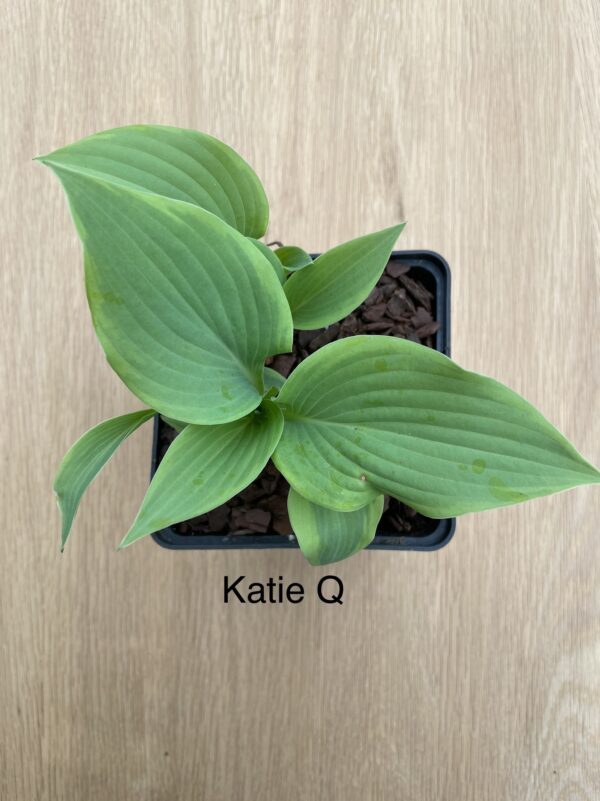 KatieQ