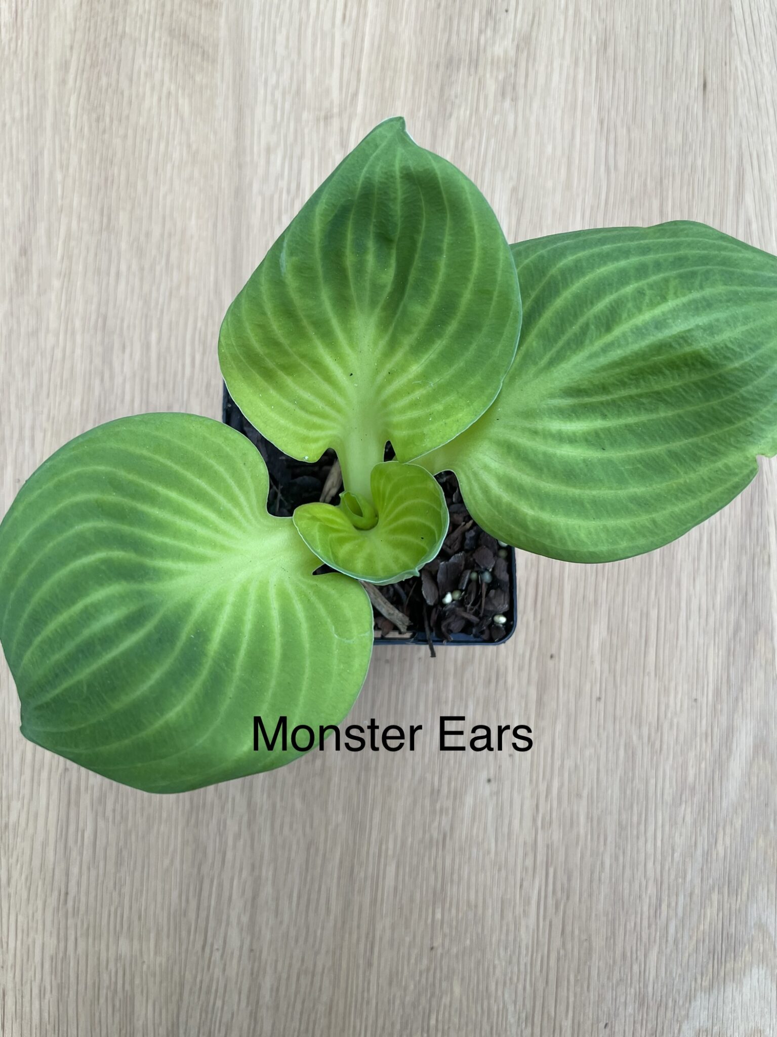 Хоста monster ears фото