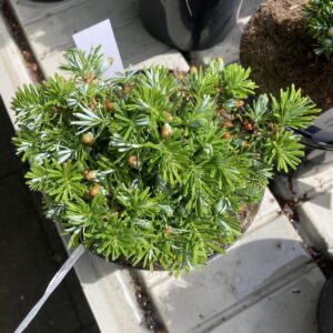 Abies Koreana"Grubele"
