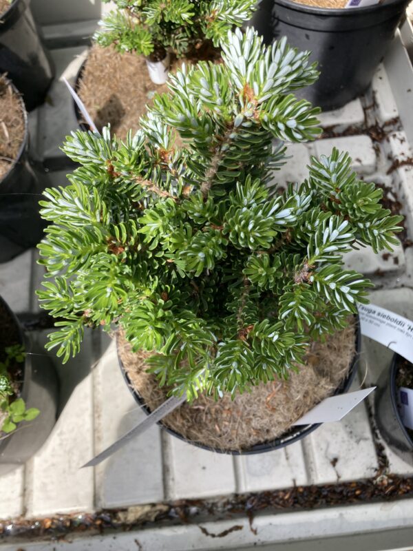 Abies Koreana