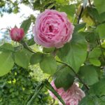 rose