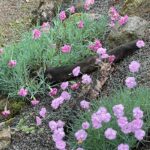 stenbedsblomster