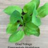 gladtidings