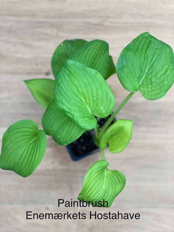 Paintbrush