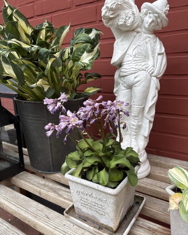 Green Thumb(Mini-small)