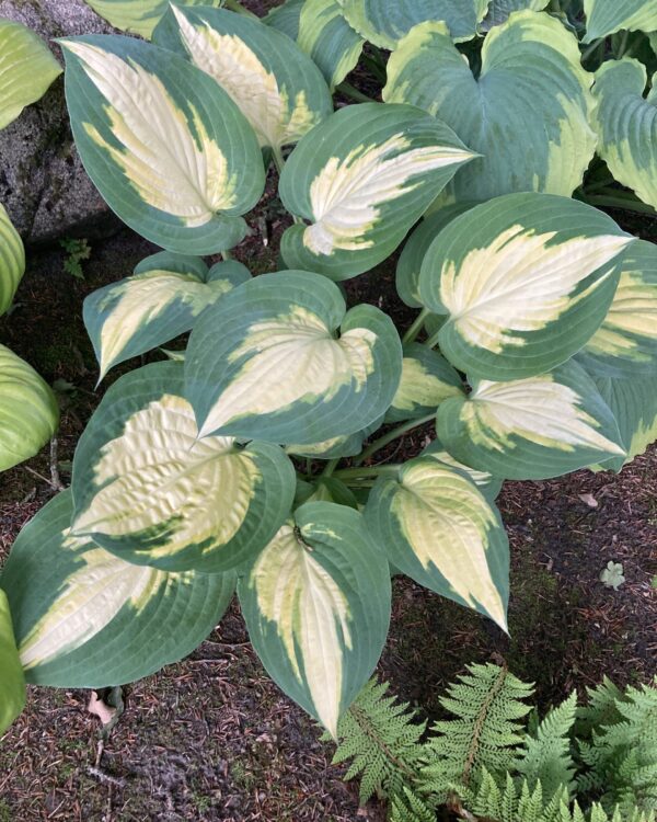 Forbidden Fruit(Medium) hosta