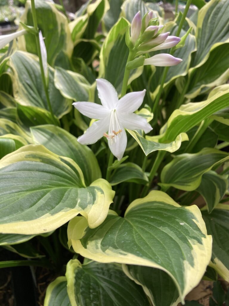 Hvid blomst i flerfarvet hosta med gule og mørkegrønne blade