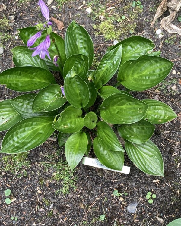 Midnight Oil(Medium)