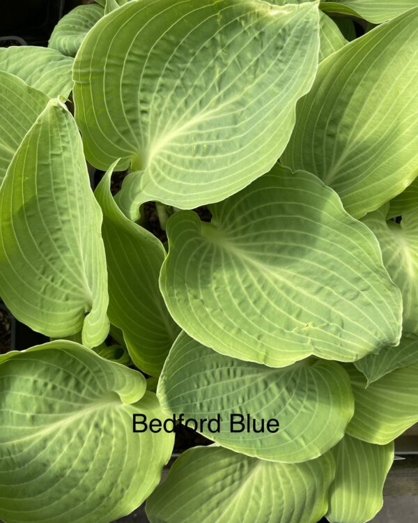Bedford Blue (Medium)