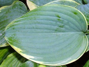 Blue Flame (Medium) hosta