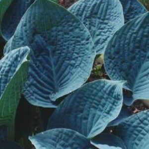 Blue Hawaii(Large) hosta