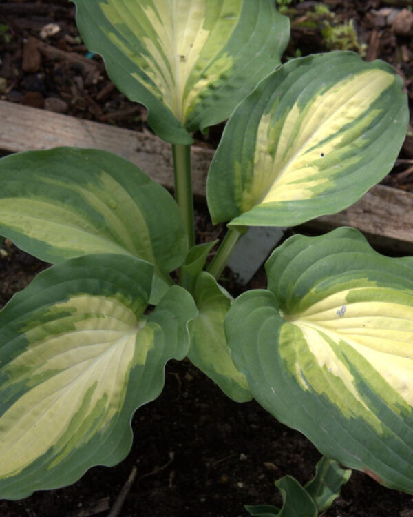 Champagne for All(Medium) hosta