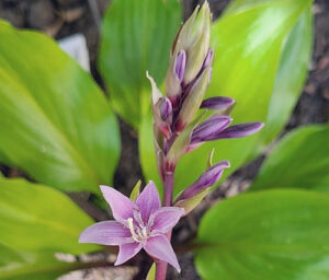 Nærbillede af lilla blomst fra hosta