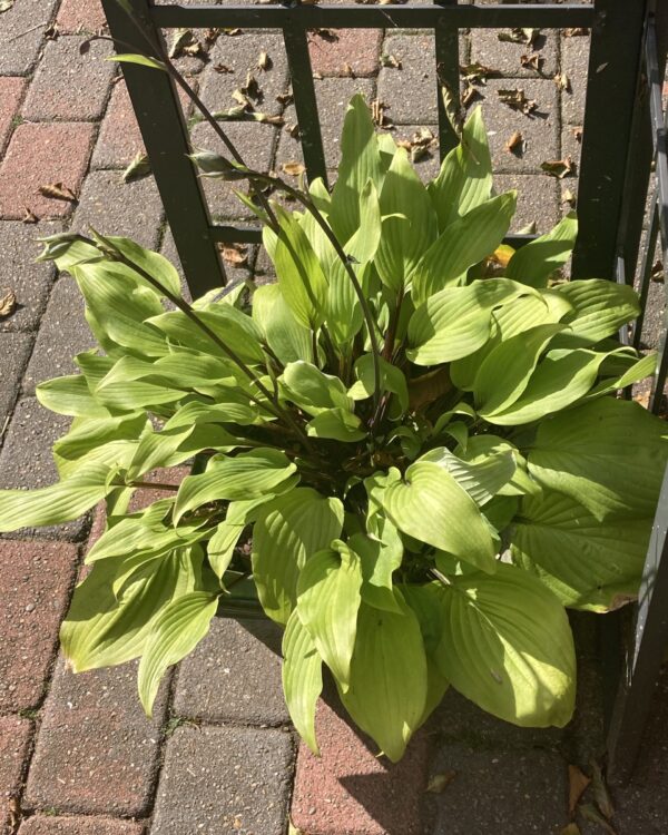 Chris' Darkest Purple(Medium) hosta