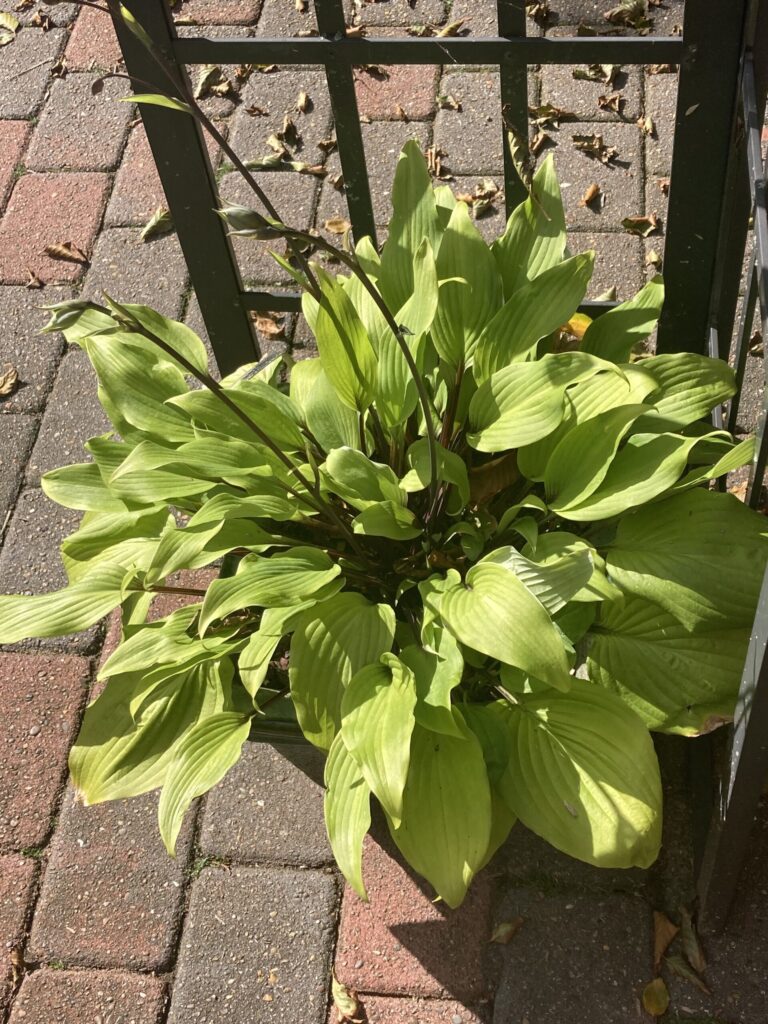 Chris' Darkest Purple(Medium) hosta