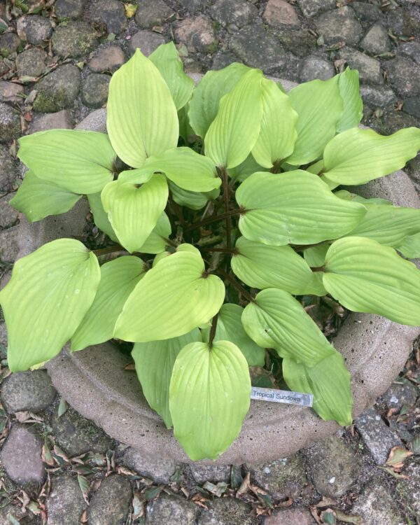 Chris' Tropical Sundown (Medium) hosta