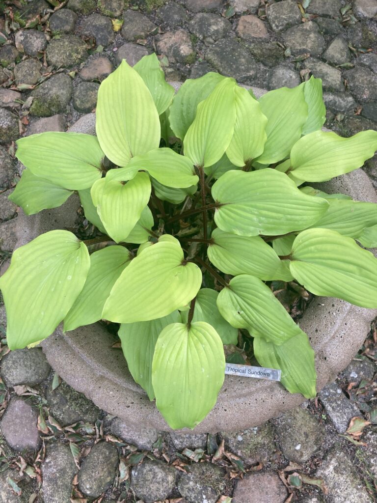 Chris' Tropical Sundown (Medium) hosta