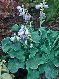 Church Mouse(mini) hosta