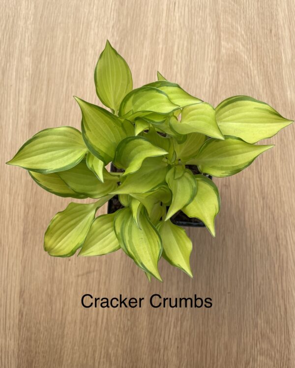 Cracker Crumbs(mini)