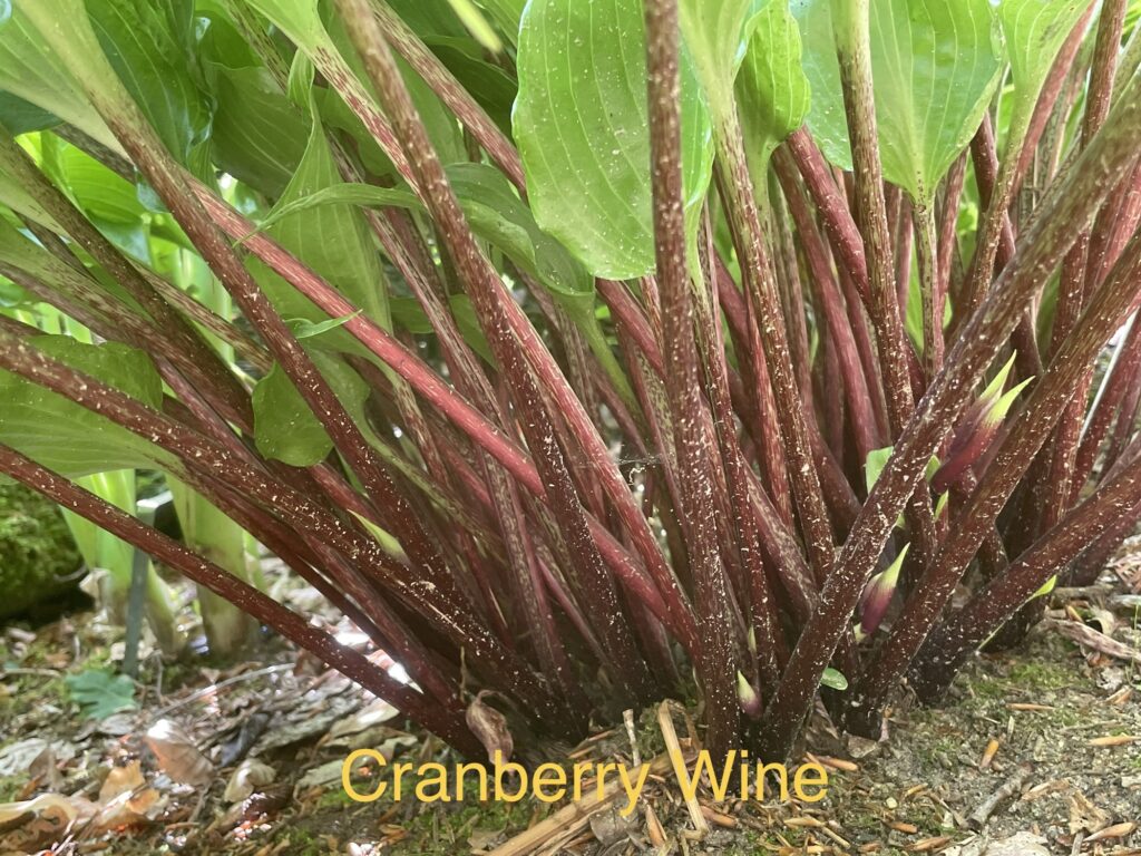 Cranberry Wine (Medium)