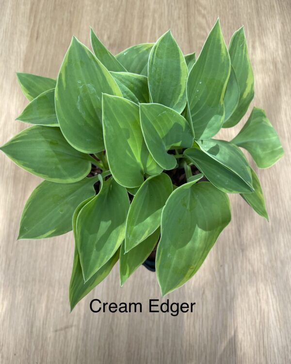 Cream Edger (Small/Medium)