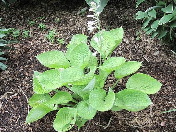 Cup of Joy(large) hosta