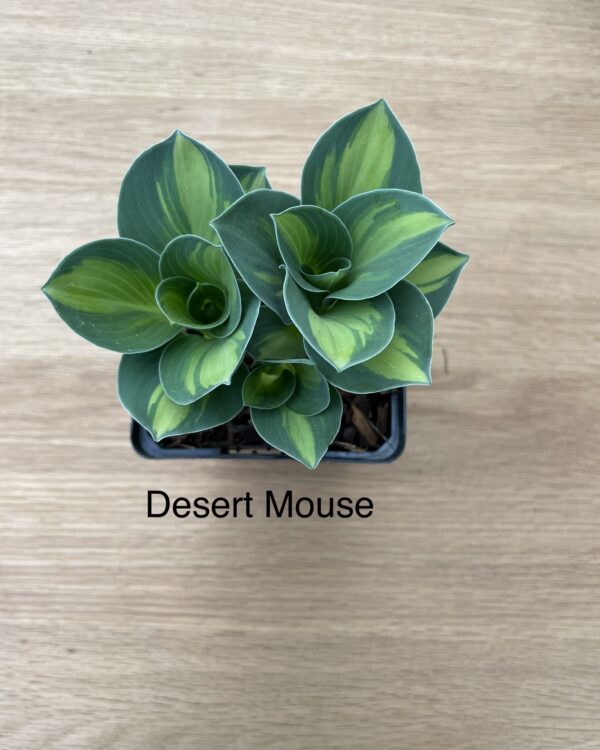 Desert Mouse (mini)