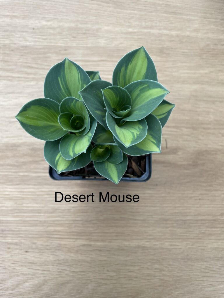 Desert Mouse (mini)