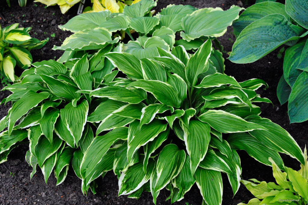 Dragon Warrior(Medium/large) hosta