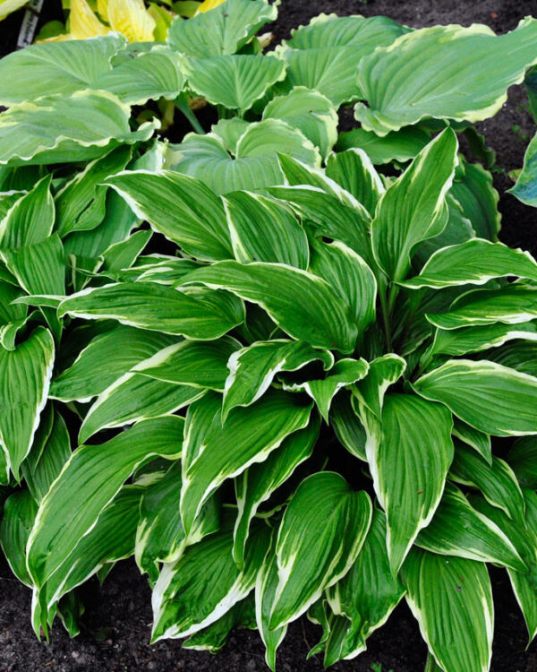 Dragon Warrior(Medium/large) hosta