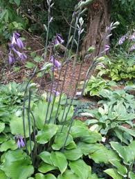 Ebony Towers(medium) hosta