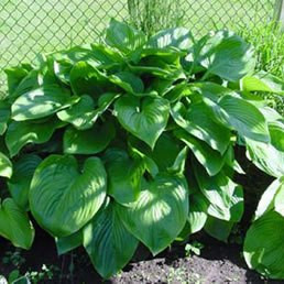 Elatior(XL) hosta