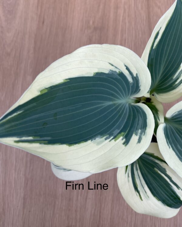 Firn Line (Small-Medium)