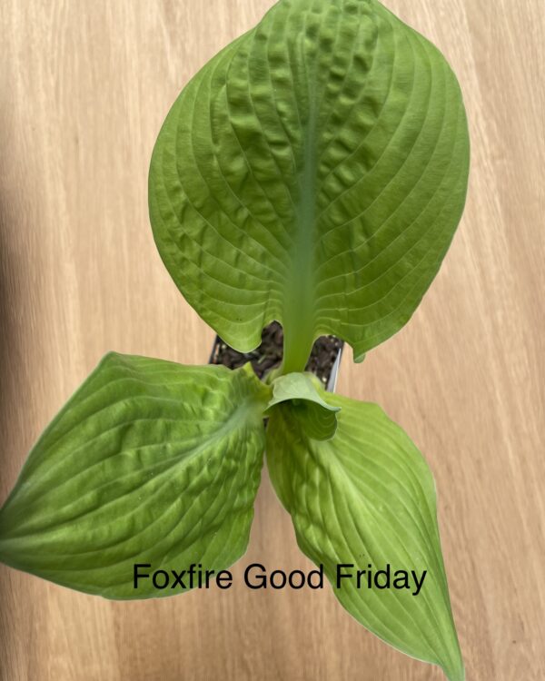 Foxfire Good Friday (medium)