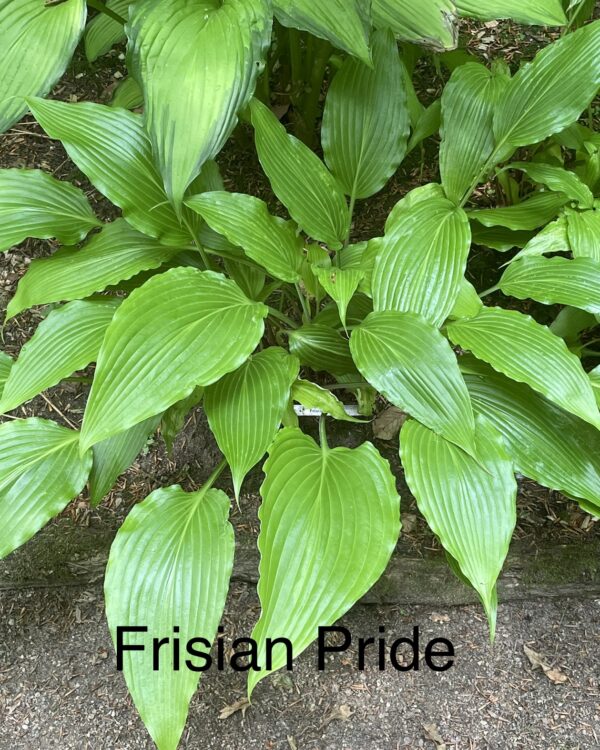 Frisian Pride (Medium) hosta