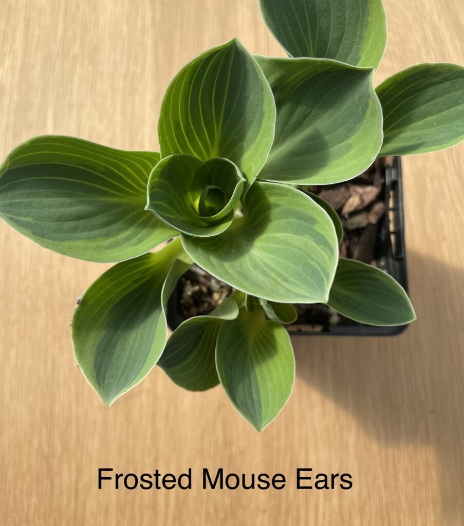 Frosted Mouse Ears(mini)