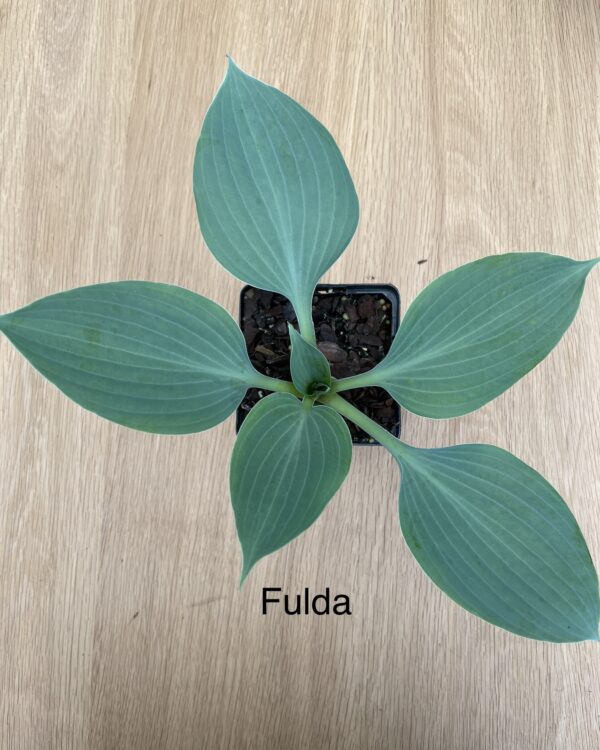 Fulda (Small/Medium)