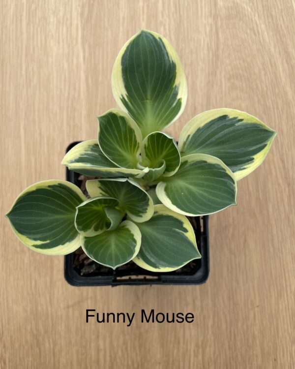 Funny Mouse (mini)