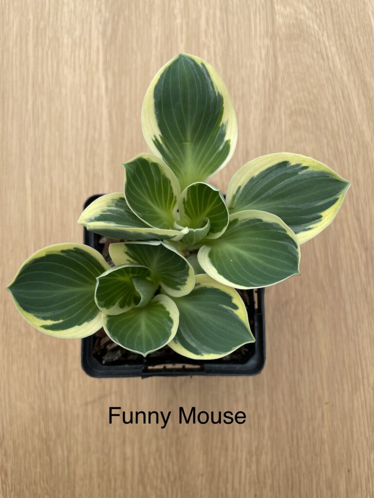 Funny Mouse (mini)