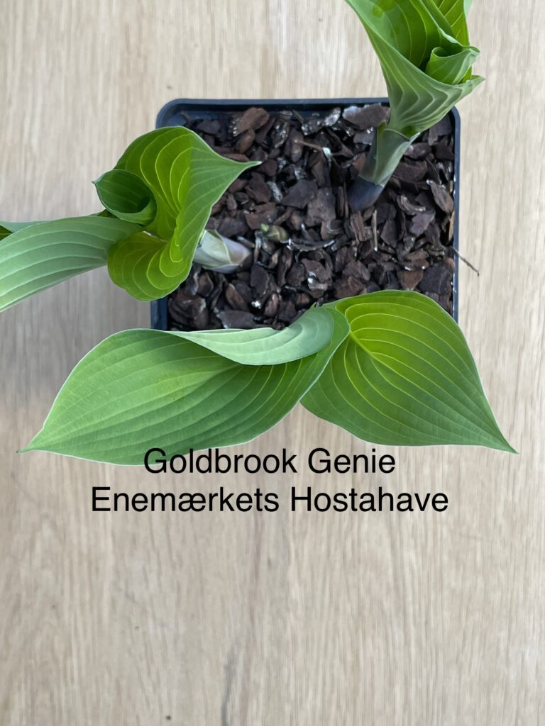 Goldbrook Genie(Small)