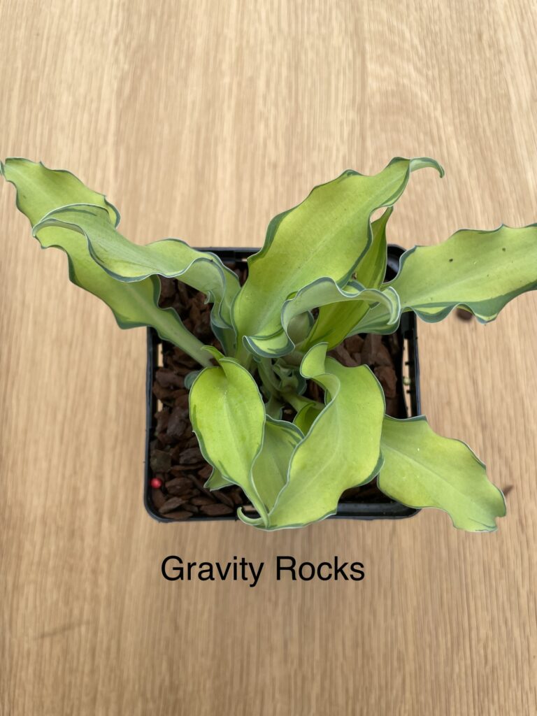 Gravity Rocks (Medium)