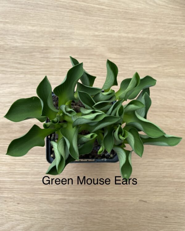 Green Mouse Ears(mini)