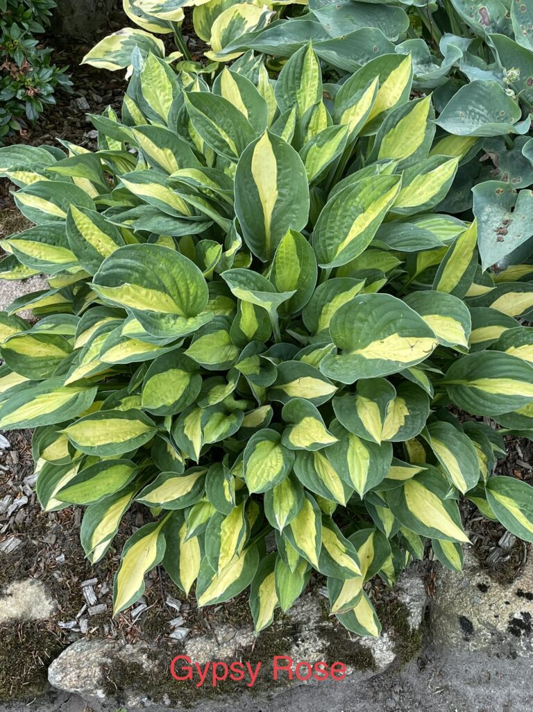 Gypsy rose hosta