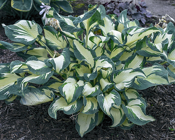 Hans(Medium) hosta