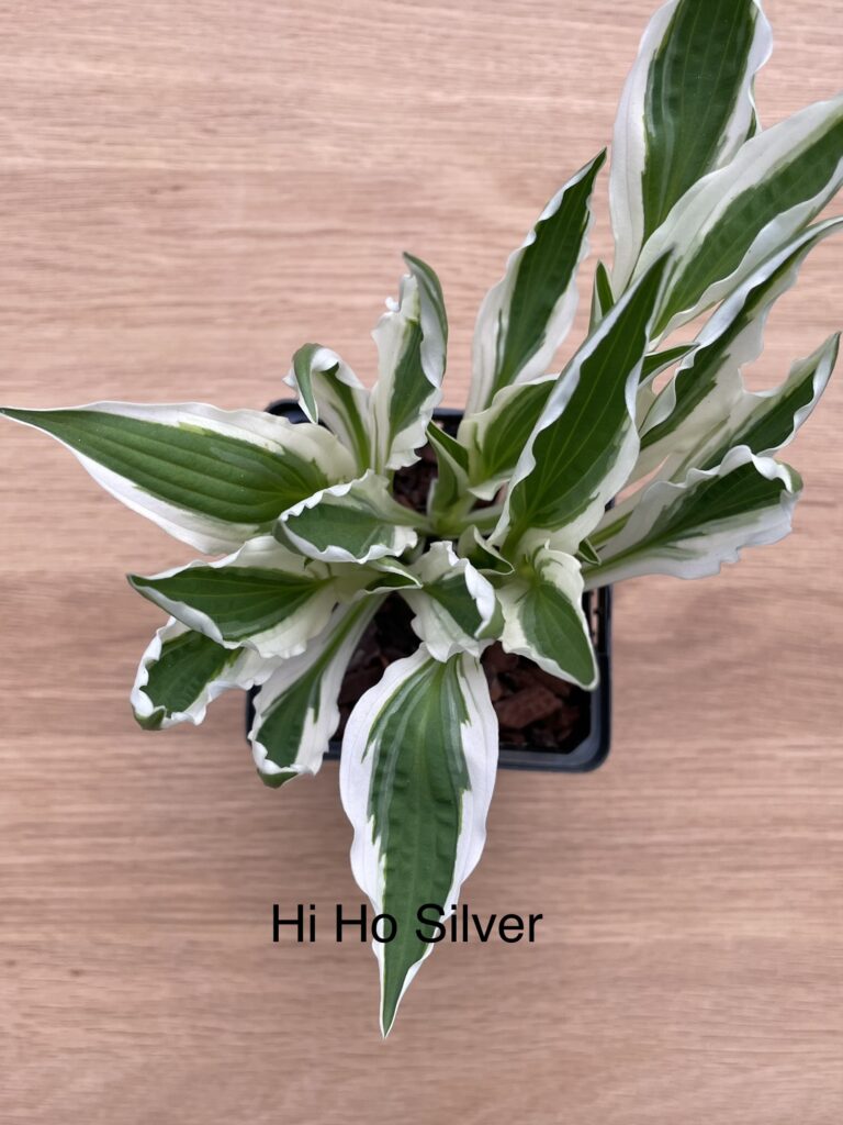 Hi Ho Silver(Small)