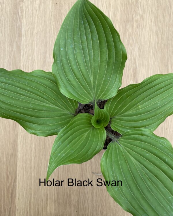 Holar Black Swan (Medium)