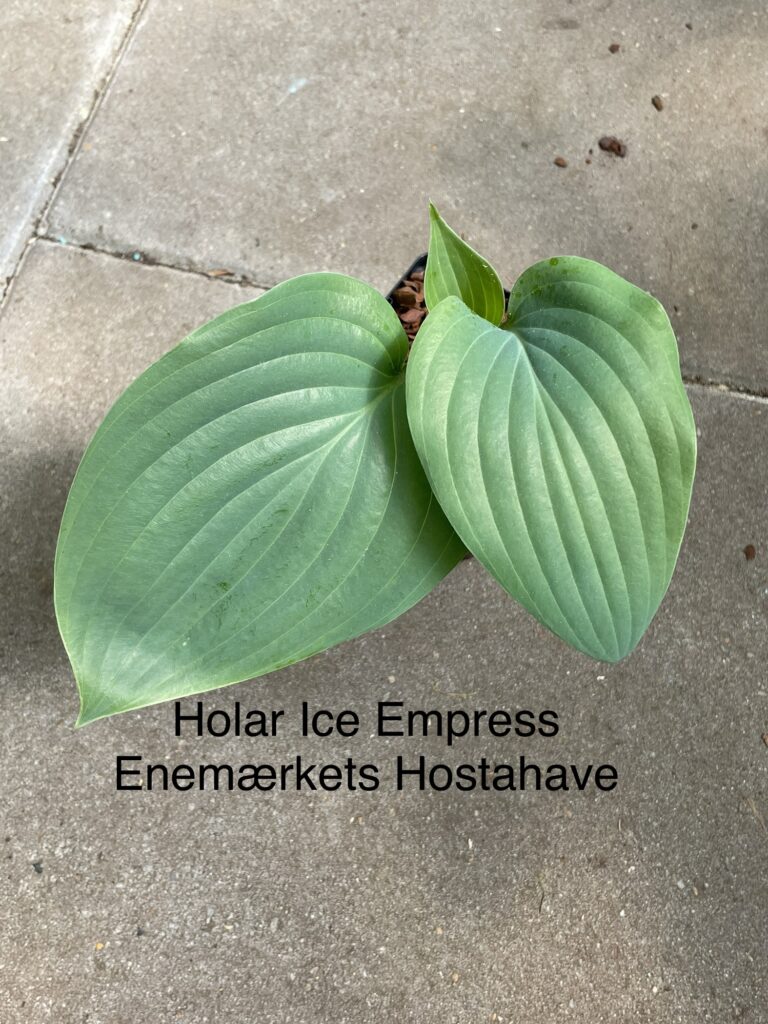 Holar Ice Empress (Large)