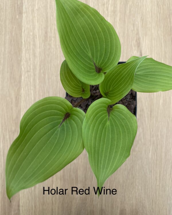 Holar Red Wine (Medium)