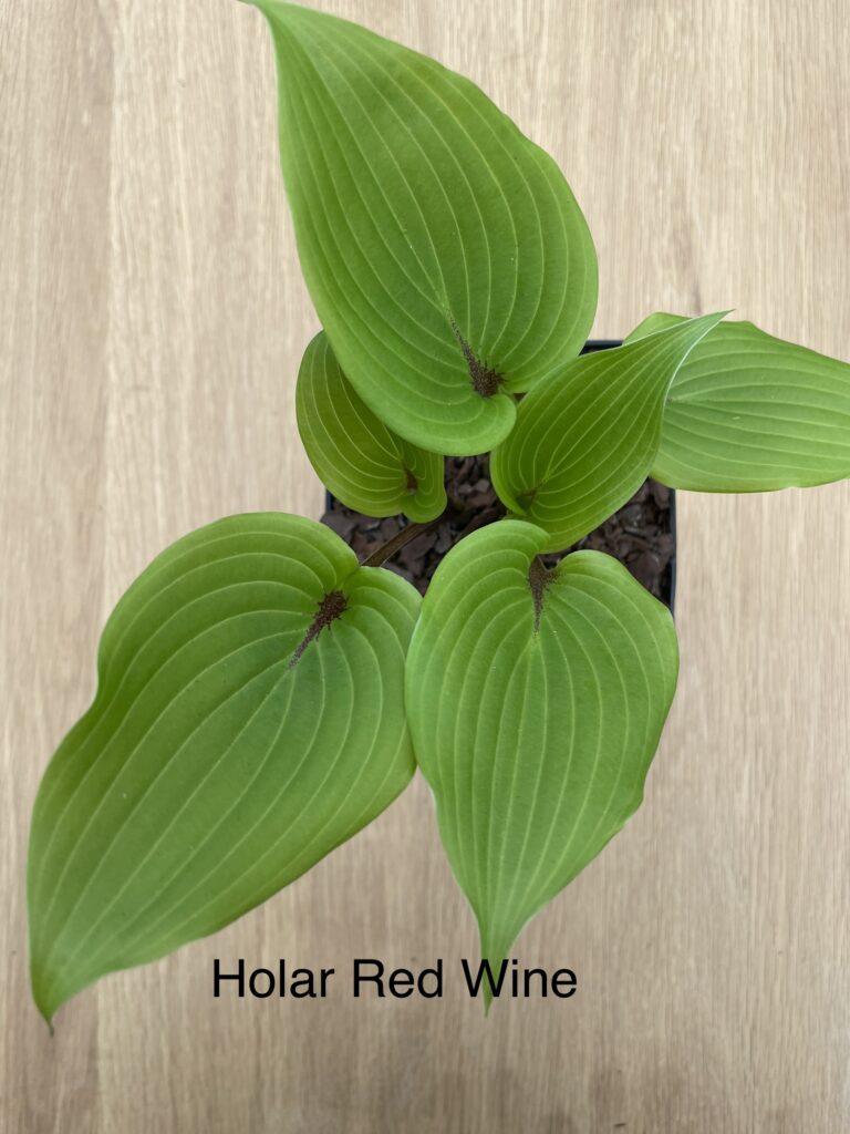 Holar Red Wine (Medium)